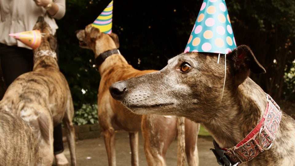 Dogs in party hats - fall dog events in Chicago