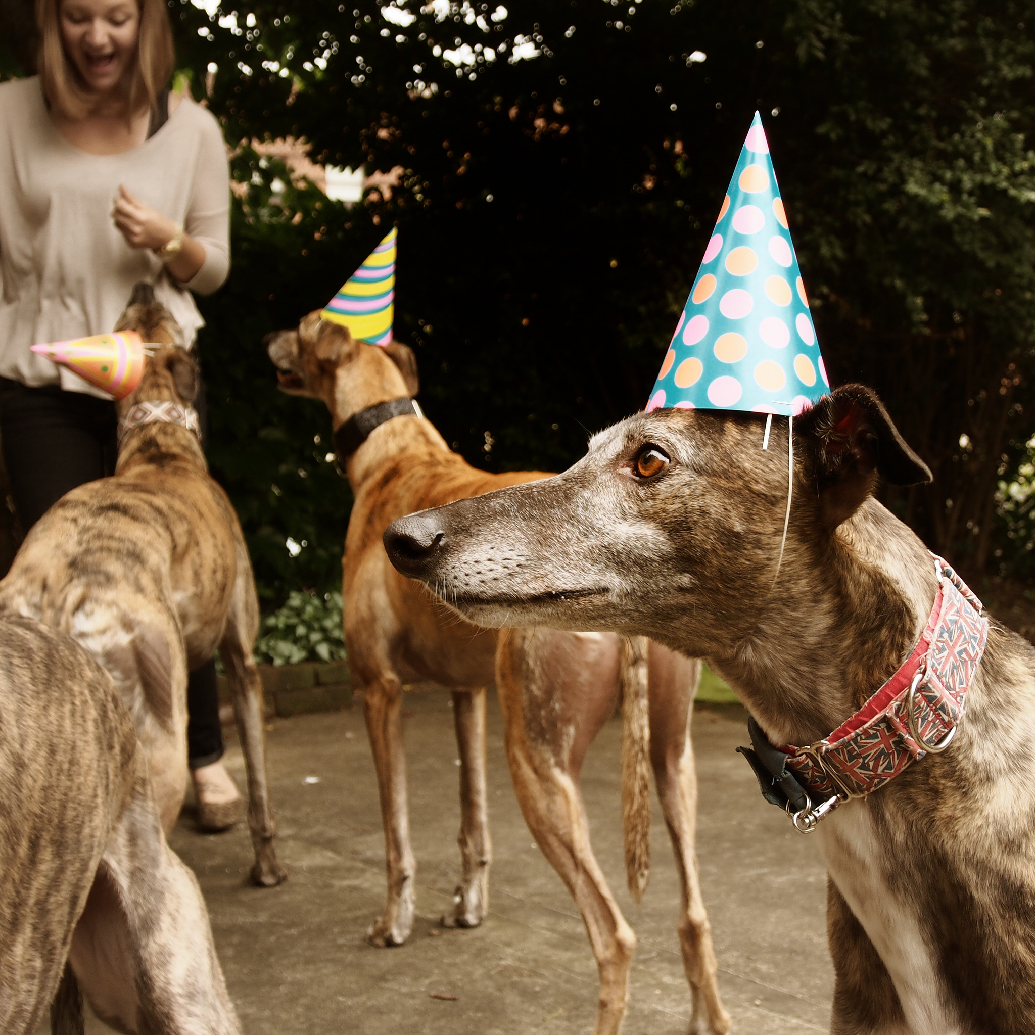 5 Autumn Dog Events in Chicago | The Dog People by Rover.com