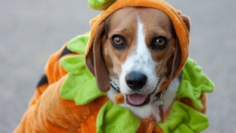 Dog pumpkin costume