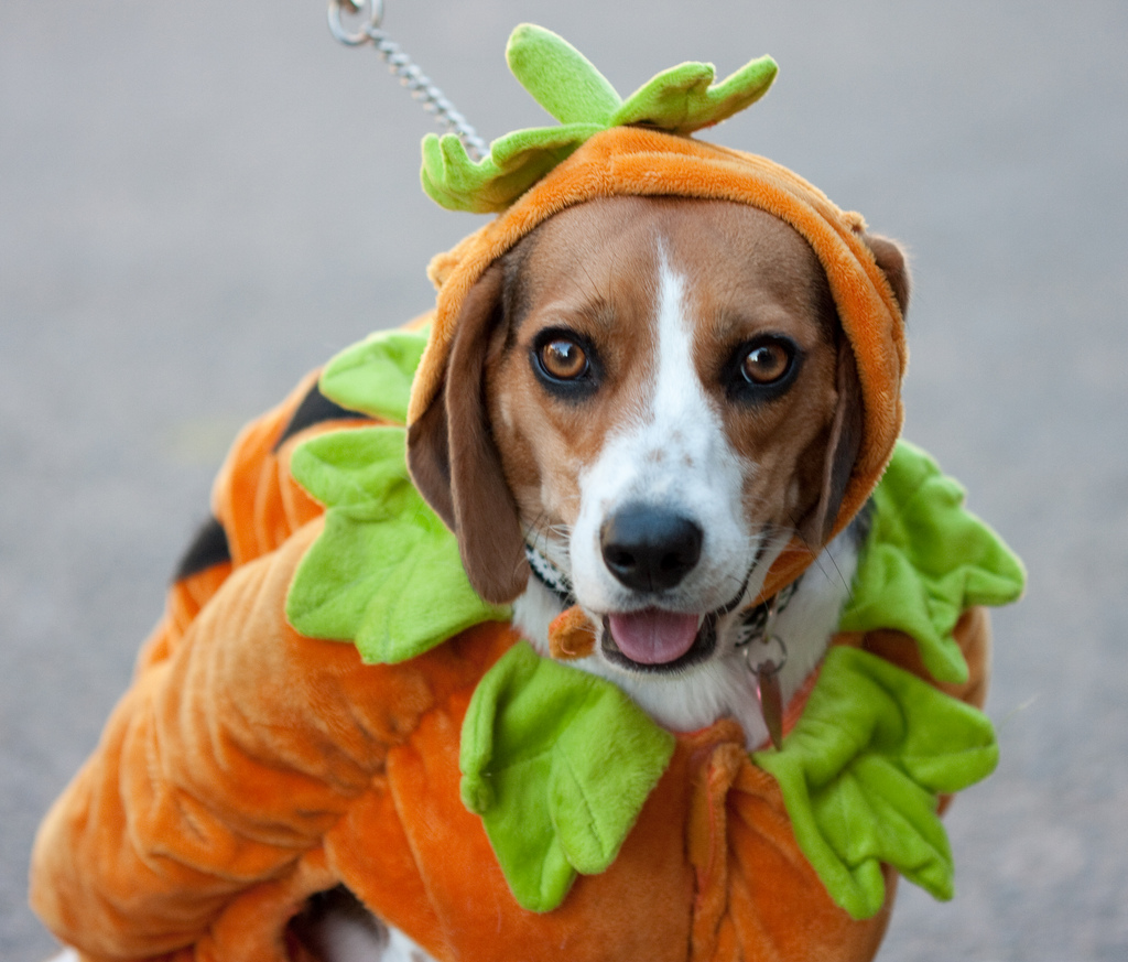 dog-pumpkin2.jpg