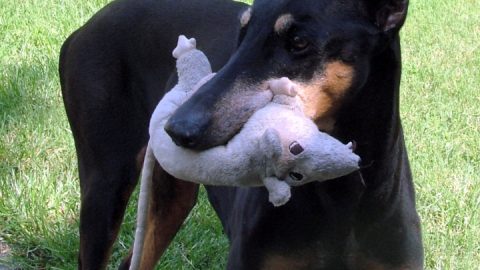 Dog with a toy rat