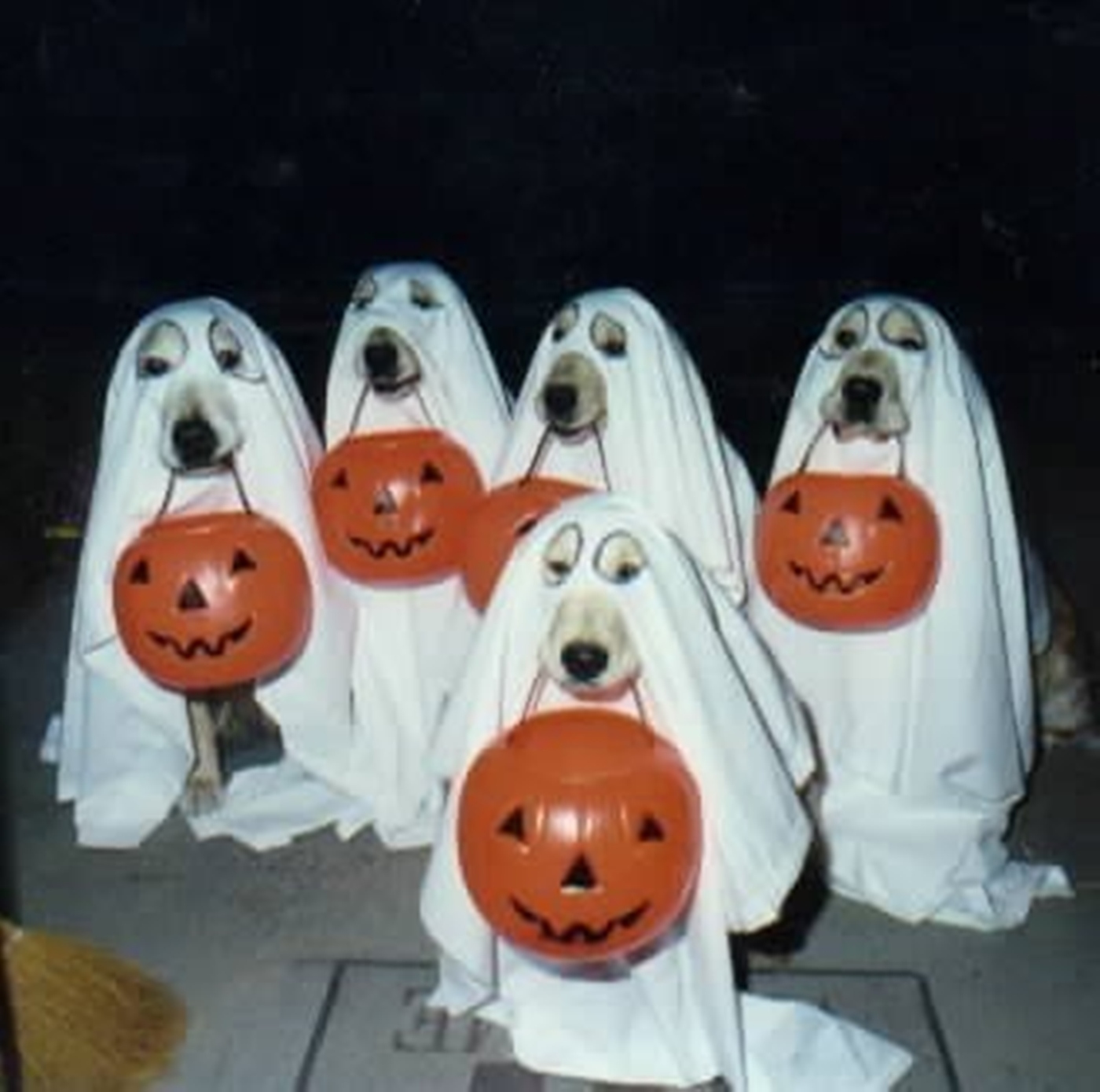 best treats for dogs the best treats and tricks for rover best treats for dogs the best treats and tricks for rover