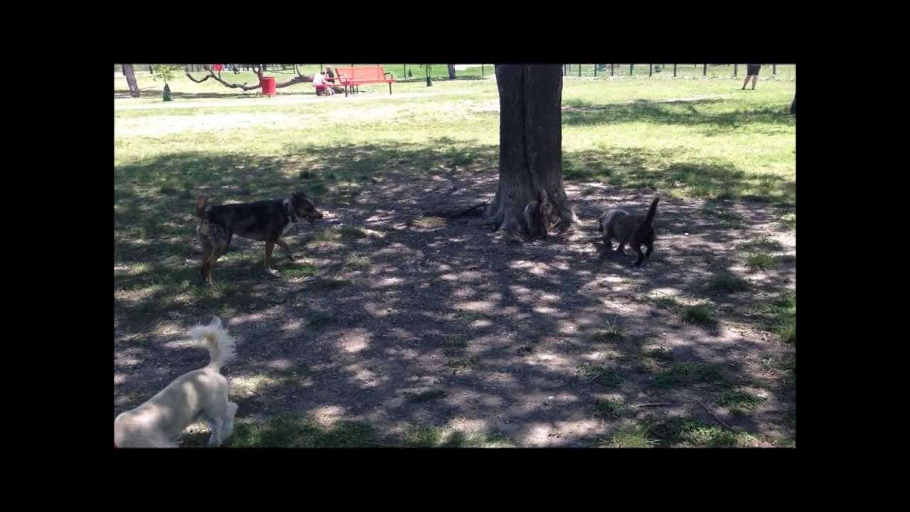 The 6 Best San Antonio Dog Parks The Dog People by