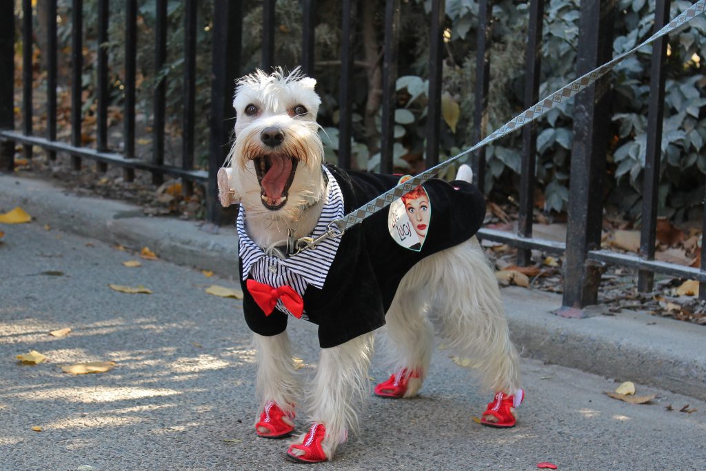 Dog in a fancy costume - Los Angeles dog events