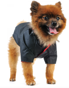 Dog in clothes - fall fashion for dogs