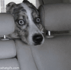 7 Dogs Totally Creeping on You | The Dog People by Rover.com