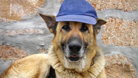 German shepherd wearing a baseball cap