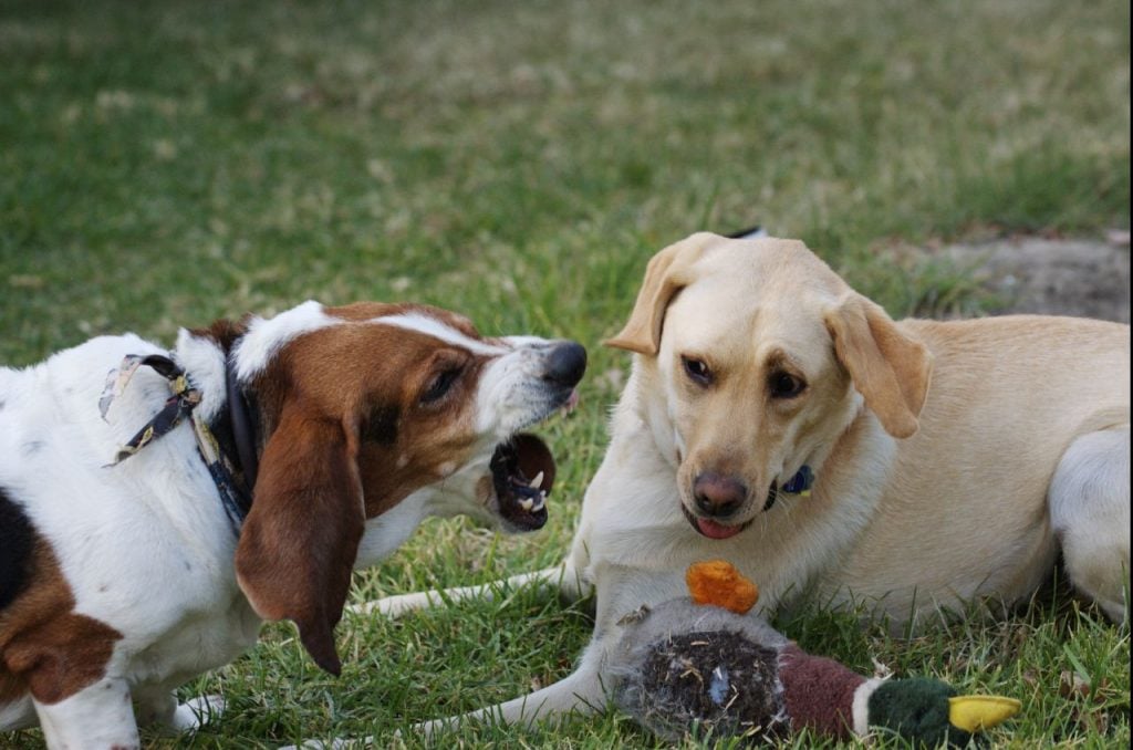 Dog growling - tips for training a territorial dog
