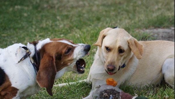 Dog growling - tips for training a territorial dog