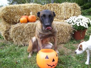 How Strangers Should Hand Treats To Dogs How Strangers Should Hand Treats To Dogs