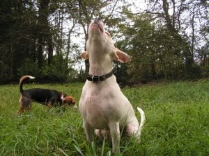 Howling dog - can dogs sense earthquakes