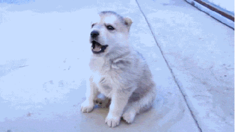 where did dogs come from domestication of the with images 183 kurban2 183 storify where did dogs come from domestication of the with images 183 kurban2 183 storify