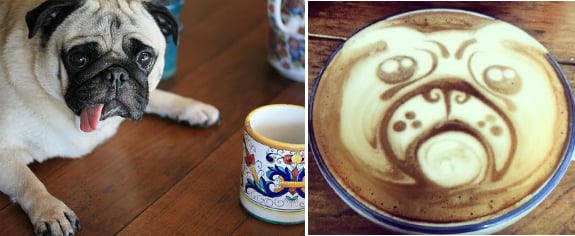 latte-pug