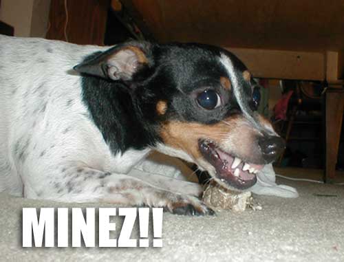 Minez dog - territorial dog