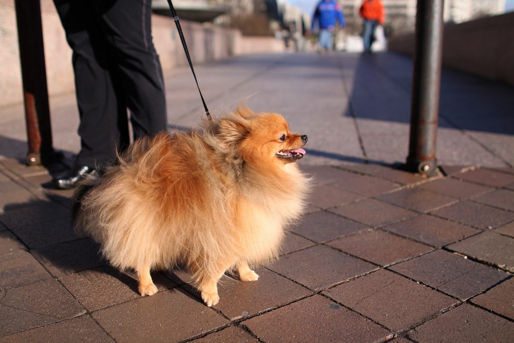 Pomeranian - where do small dogs come from
