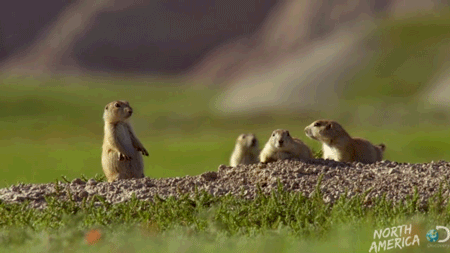 prarie dogs are not dogs