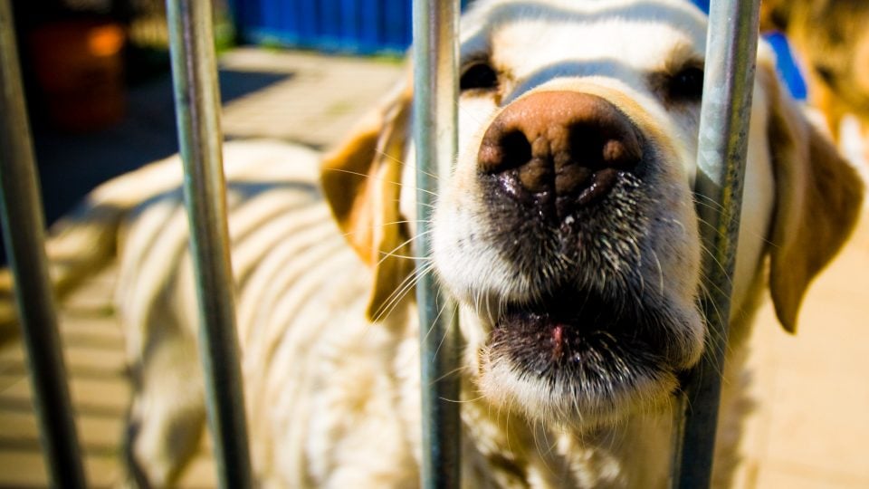 Dog behind bars - service dogs in jail