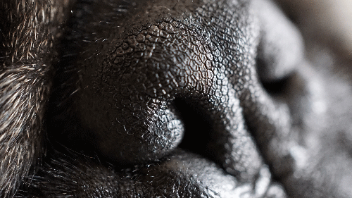 pug dog nose sniff