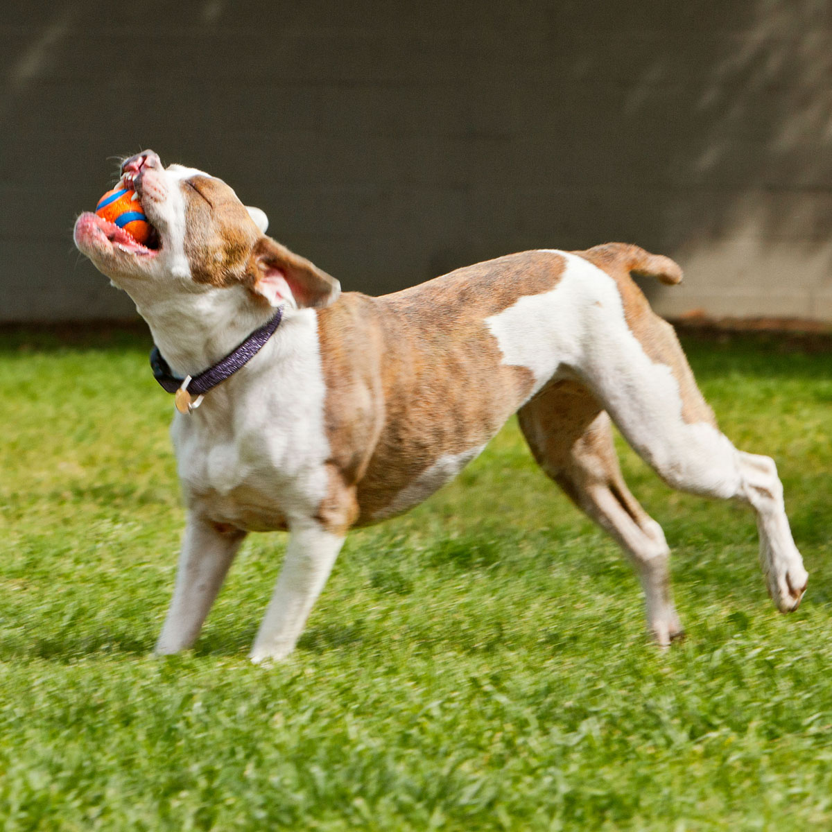 Puka with a ball