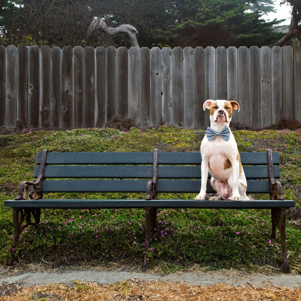 Puka on a bench