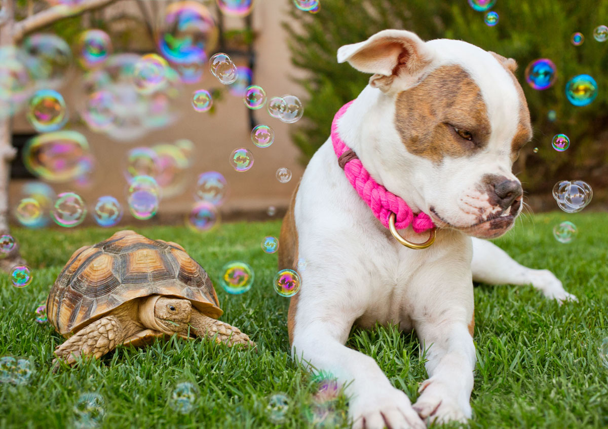 Puka in the bubbles with a turtle
