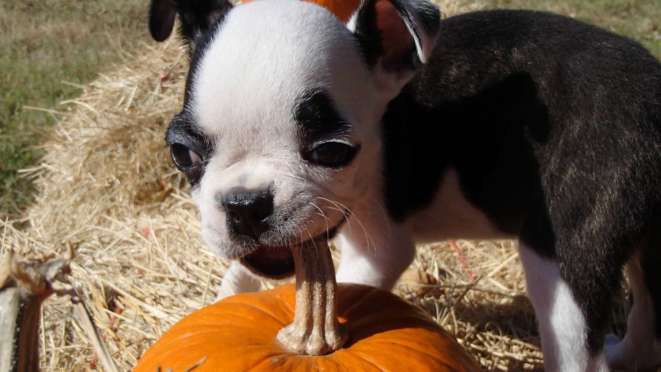 Puppy pumpkin