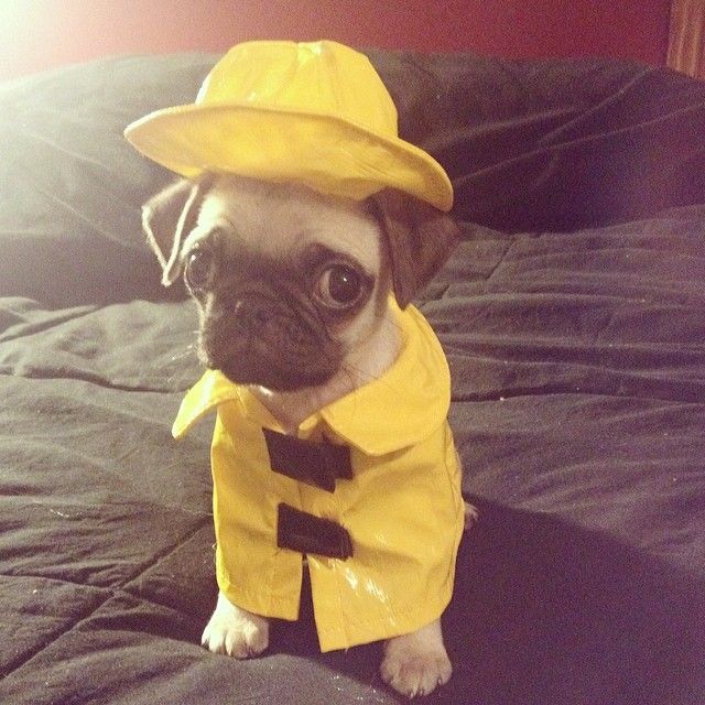 raincoat-pug
