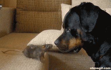 rottweiler in the shower 12 rottweilers to cheer you up rover rottweiler in the shower 12 rottweilers to cheer you up rover