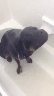 rottweiler in the shower 12 rottweilers to cheer you up rover rottweiler in the shower 12 rottweilers to cheer you up rover