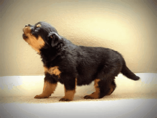 rottweiler puppy howling