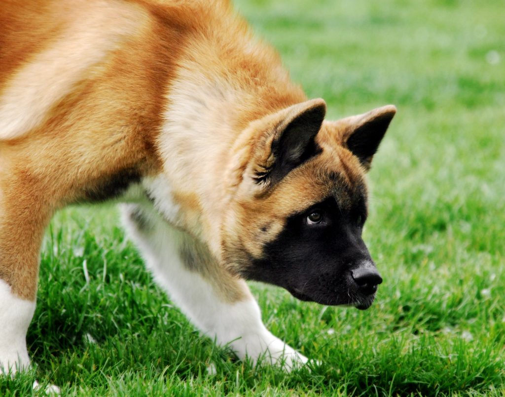 Dog Training Tips For Scared Dogs Dog Training Tips For Scared Dogs