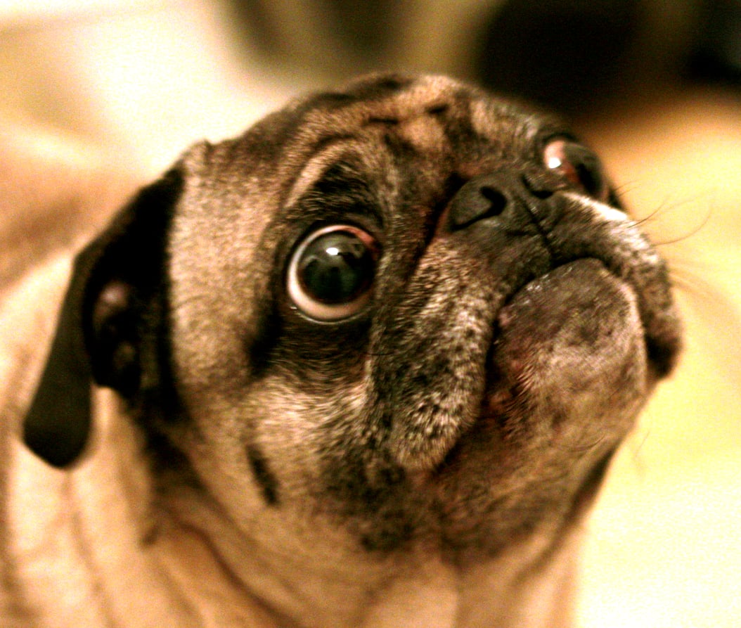 Scared pug watches a scary movie