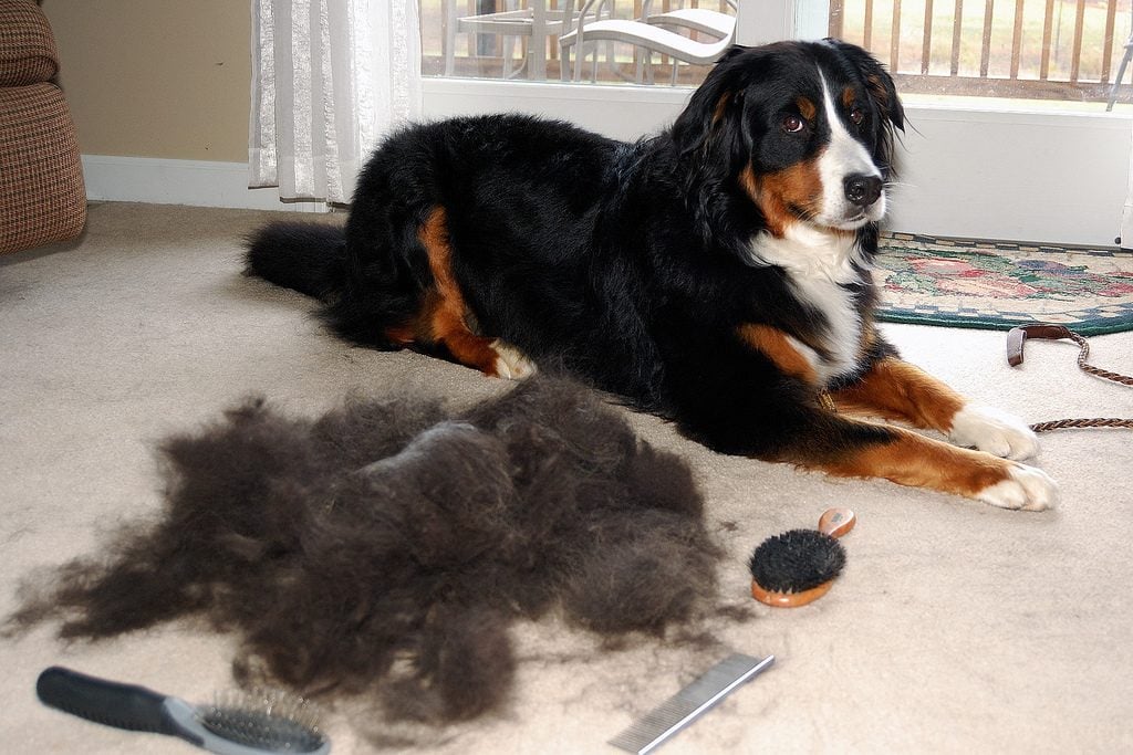 Dog sitting next to a bunch of shed fur.