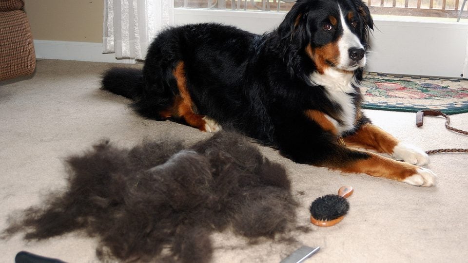 Dog sitting next to a bunch of shed fur.