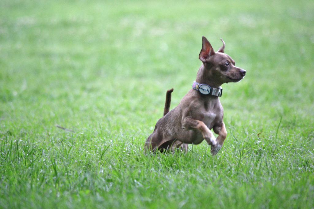 The 6 Best San Antonio Dog Parks The Dog People by