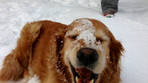 Dog in the snow