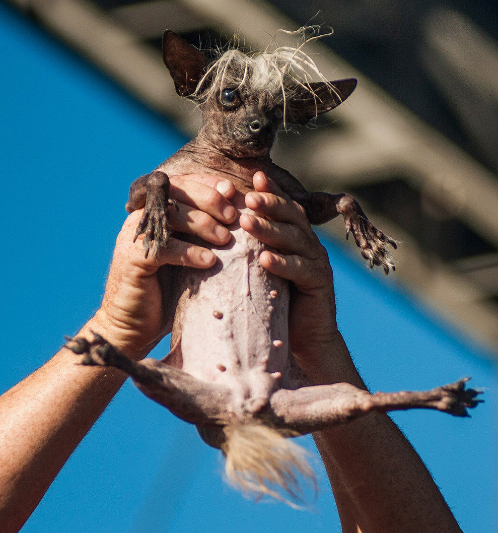 So Ugly They're Cute? Rate These 8 Dog Breeds | Rover Blog