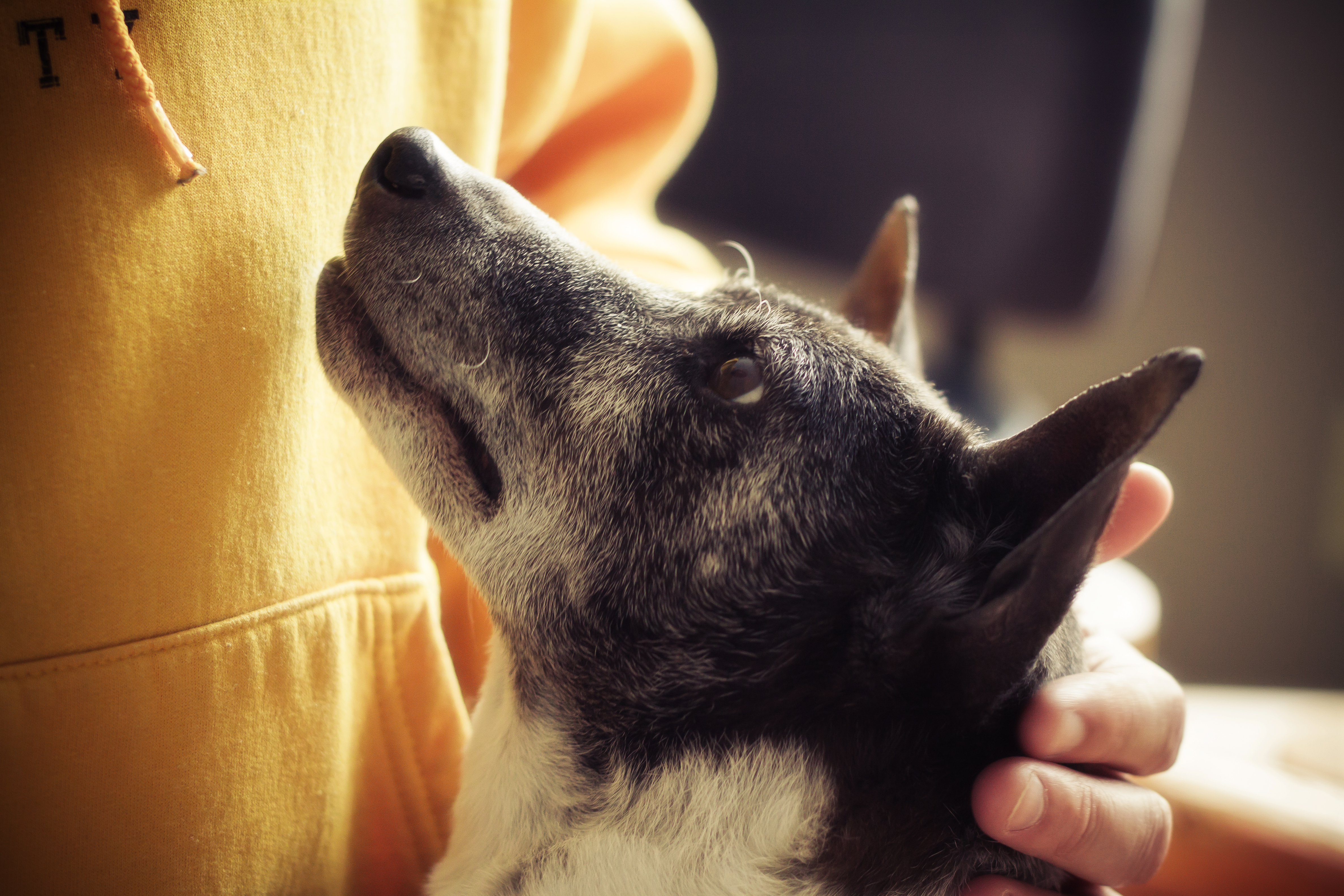 How To Help Your Dog Live Longer  