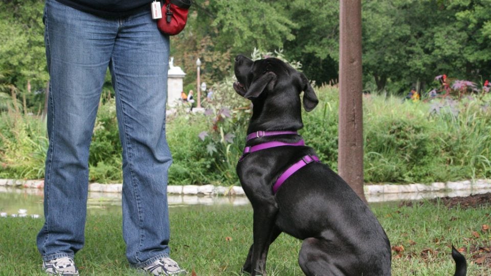Dog practices sitting - territorial dog training tips