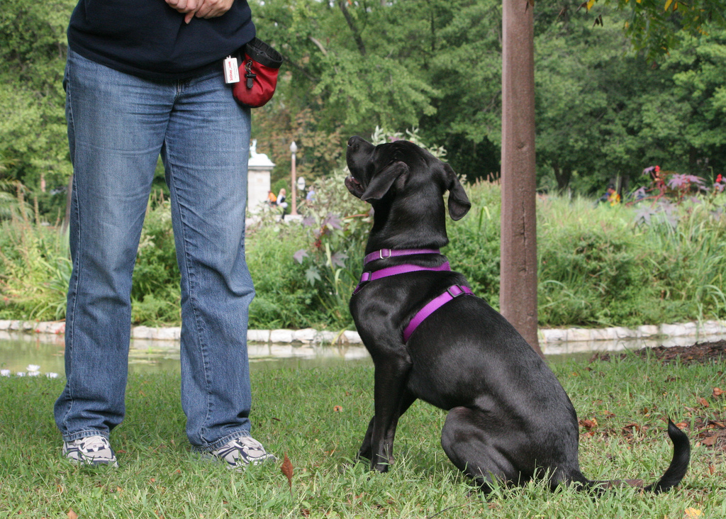 Tips for Training Your Territorial Dog 