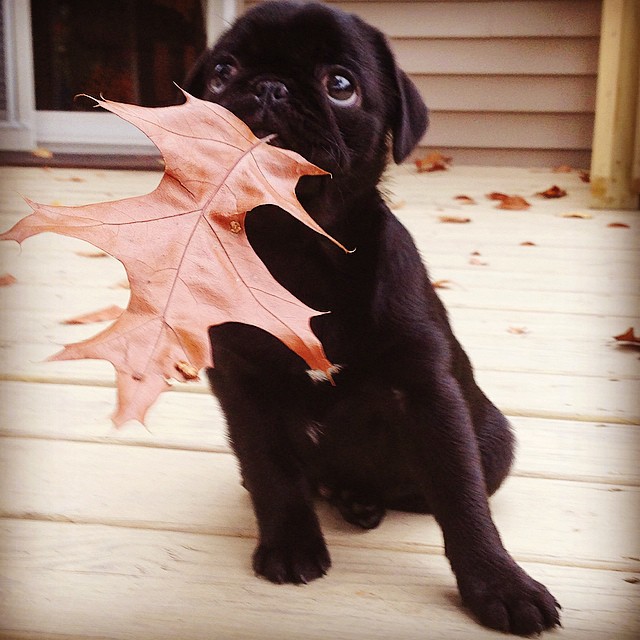Pug with a leaf