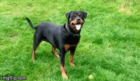 wagging rottweiler