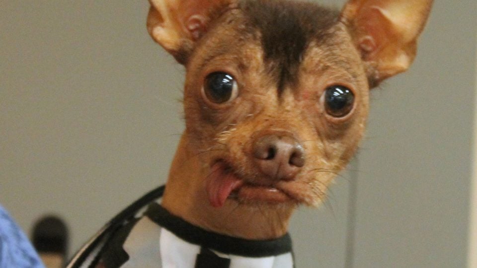 Weird dog with his tongue out - ugly dogs, scary dogs, cute dogs