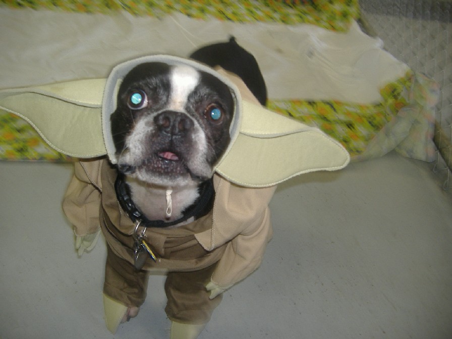 Yoda Boston terrier