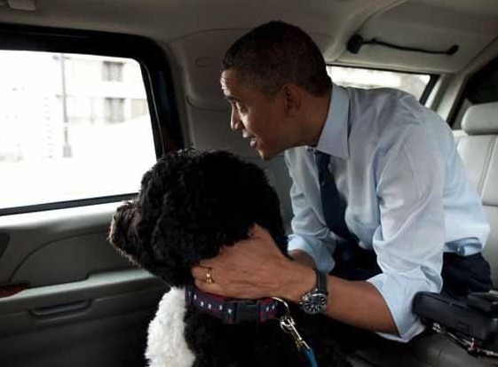 Presidential pet Bo with Barack Obama in car