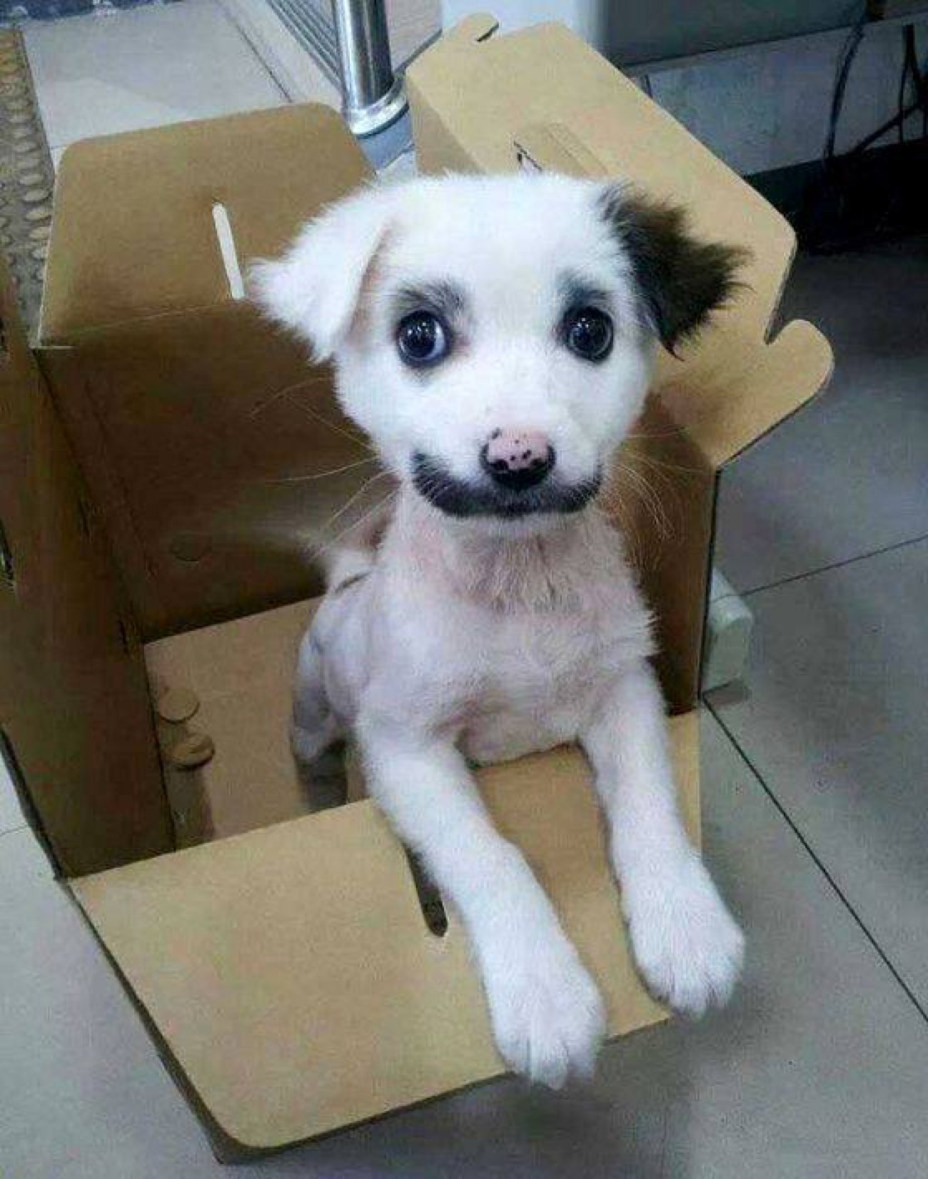 Dog with a mustache