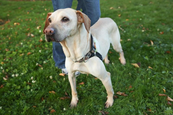 seattle animal shelter dogs 7 inspiring facts about the seattle animal shelter rover seattle animal shelter dogs 7 inspiring facts about the seattle animal shelter rover