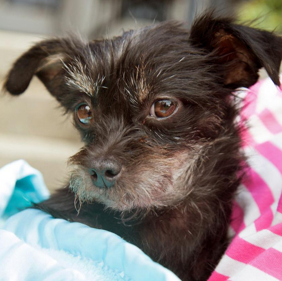 seattle animal shelter dogs 7 inspiring facts about the seattle animal shelter rover seattle animal shelter dogs 7 inspiring facts about the seattle animal shelter rover