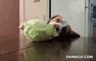 Dog eats cabbage - weird foods most dogs love