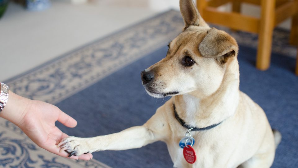 Dog shakes hand - canine good citizen test